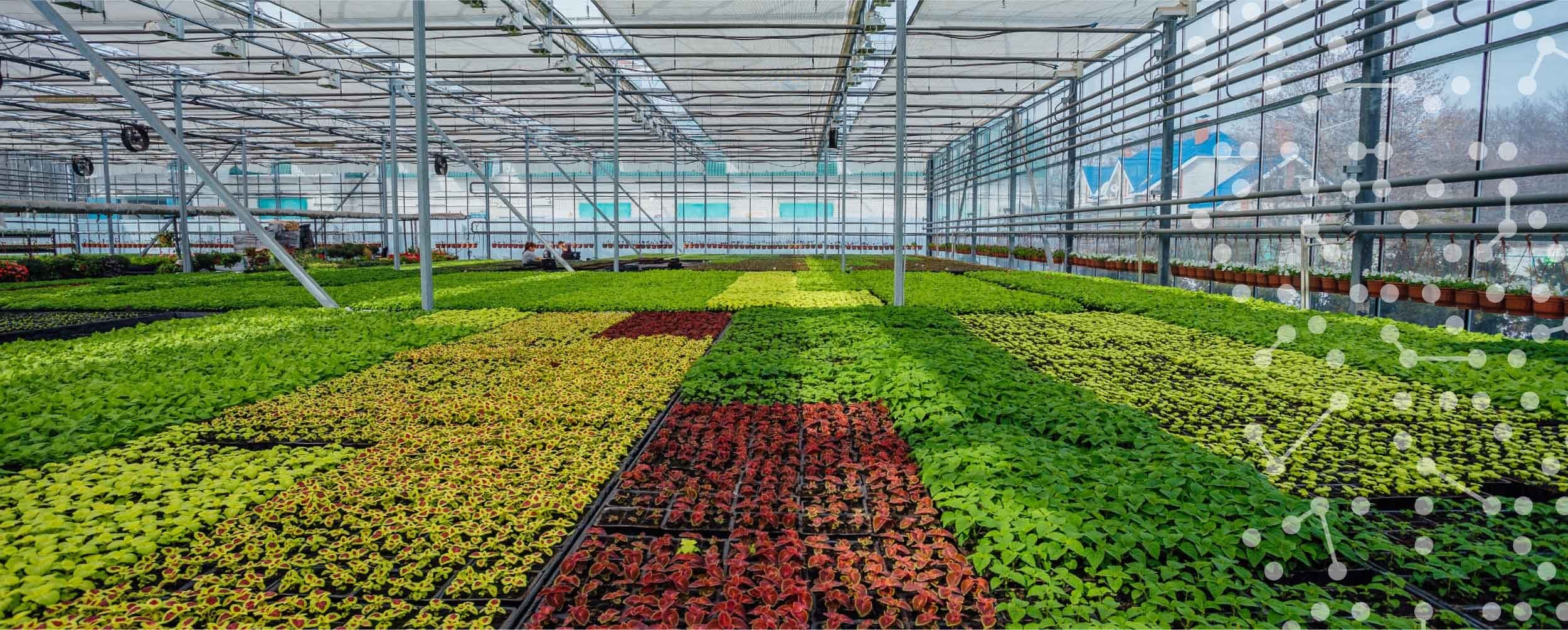 Modern greenhouse for agricultural technology research